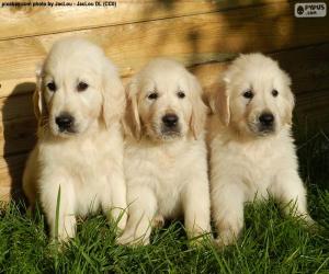 Three golden retriever puppies puzzle