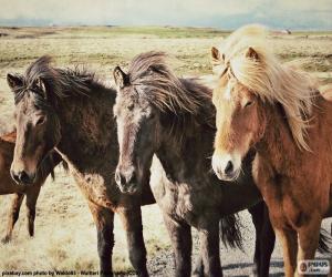 Three Icelandic horses puzzle