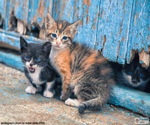 Three kittens puzzle