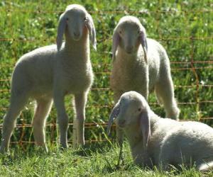 Three lambs puzzle