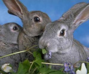 Three rabbits puzzle