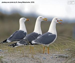 Three seagulls puzzle