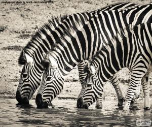 Three zebras drinking puzzle