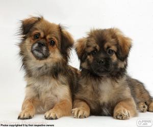 Tibetan Spaniel puppies puzzle