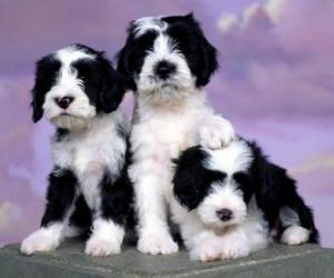 Tibetan Terrier puppies puzzle