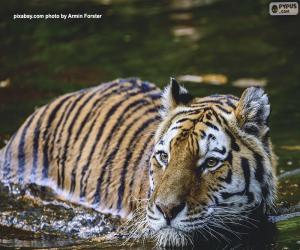 Tiger in the water puzzle