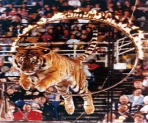 Tiger leaping inside a circle of fire puzzle