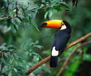 Toco Toucan puzzle