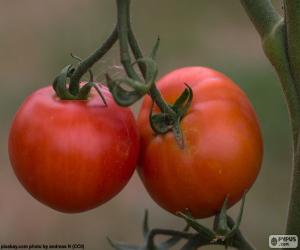 Tomatoes puzzle