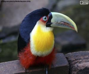 Toucan puzzle