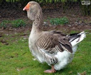 Toulouse goose puzzle