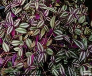 Tradescantia zebrina puzzle