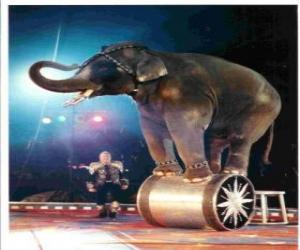 Trained elephant acting in a circus walking on a cylinder puzzle