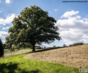 Tree in a plowed field puzzle