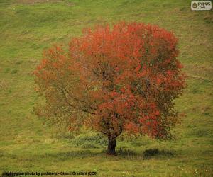 Tree in autumn puzzle