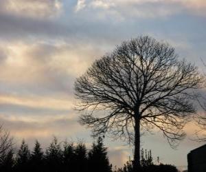 Tree without leaves in winter puzzle