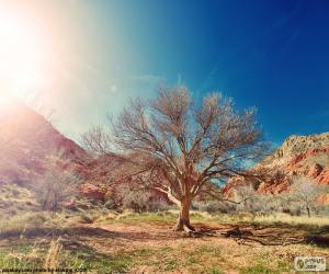 Tree without leaves puzzle