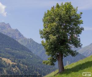 Tree puzzle