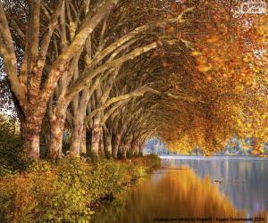 Trees by the lake in autumn puzzle