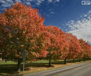 Trees in autumn puzzle