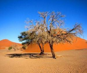 Trees in the desert puzzle