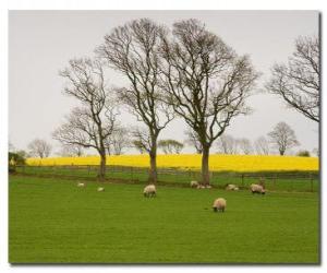 Trees in the English countryside puzzle