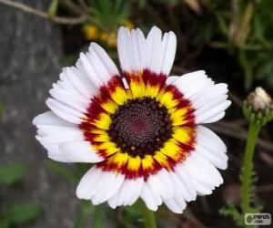 Tricolor Chrysanthemum puzzle
