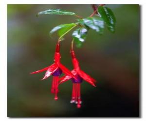 Tropical flower puzzle