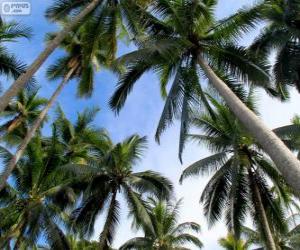 Tropical palms puzzle