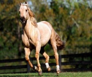 Trotting horse puzzle