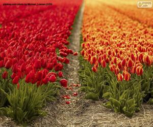 Tulip Field puzzle