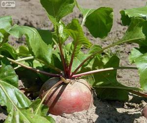 Turnip puzzle