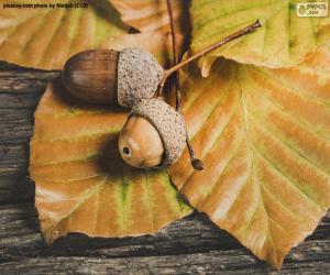 Two acorns and autumn leaves puzzle