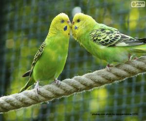 Two Australian parakeets puzzle