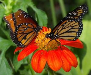 two beautiful butterflies face to face puzzle