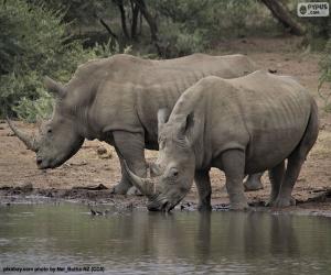 Two big white rhinos puzzle