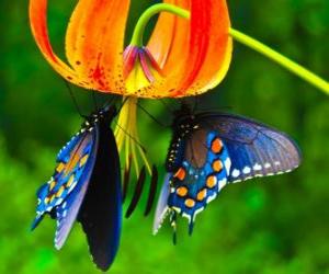 Two butterflies on a flower puzzle