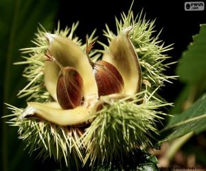 Two chestnuts puzzle