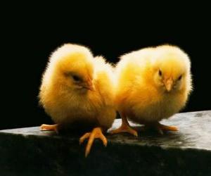 Two chicks puzzle