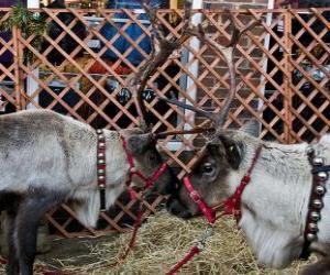 Two Christmas reindeer puzzle