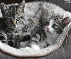 Two cute kittens puzzle