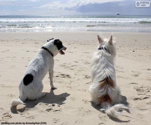 Two dogs on the beach puzzle