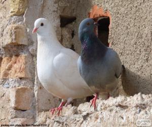 Two doves puzzle