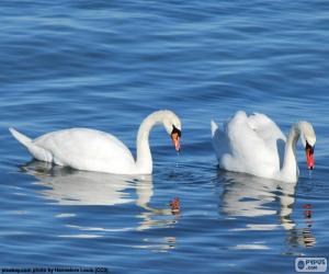 Two elegant swans puzzle