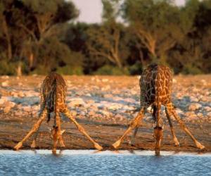 Two giraffes, drinking at a pond in the savannah puzzle