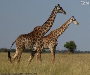 Two giraffes in Savannah puzzle