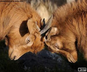 Two goats fighting puzzle