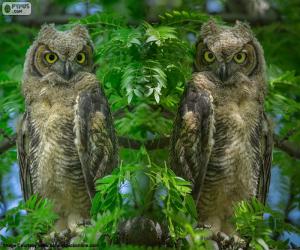 Two great horned owls puzzle