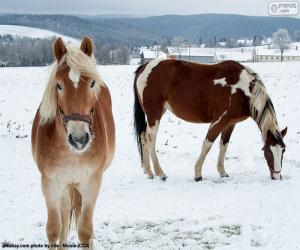 Two horses in the snowy plain puzzle