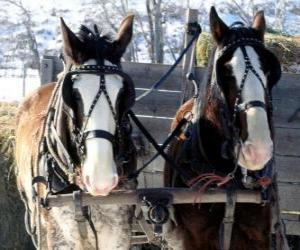 Two horses pulling a wagon puzzle